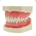 Jingle JG-Y1 — Фантомная челюсть (28 зубов)
