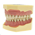 Jingle JG-Y2-32 — Фантомная челюсть (32 зуба)